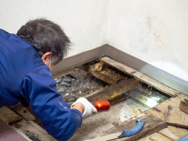 Best Basement Mold Remediation in Chester Gap, VA