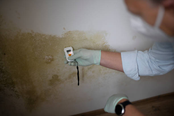 Best Emergency Mold Remediation in Chester Gap, VA