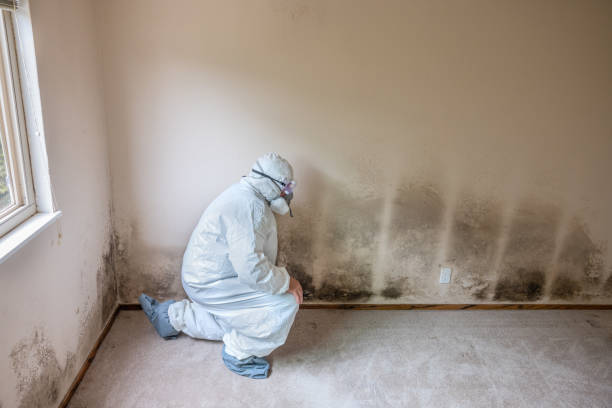 Best Health and Safety Mold Remediation in Chester Gap, VA